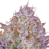 Strawberry Gorilla Auto - 420 FASTBUDS